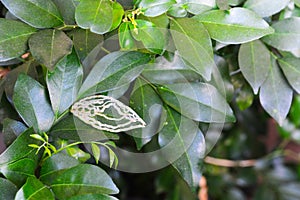 Orange jessamine leaf disease