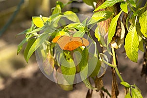Orange Julia Longwing Butterfly