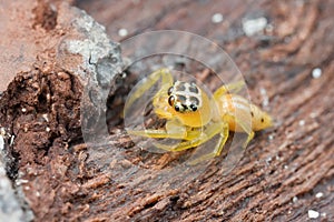 An orange jumping spider