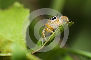 Orange jumping spider from South Africa