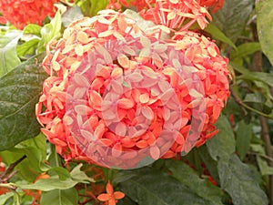 Orange Jungle geranium flowers