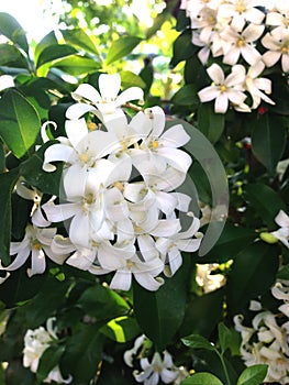 Orange jusmine flower white plant