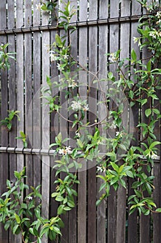 Orange jusmine flowers, murraya paniculata creep on wooden fence.