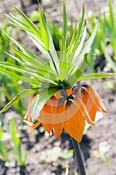 Orange Kaiser`s crown Fritillaria imperialis flower closeup