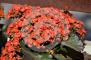 Orange Kalanchoe blossfeldiana or flaming Katy, Christmas kalanchoe, florist kalanchoe and Madagascar widow`s-thrill