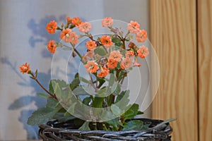 Orange kalanchoe blossfeldiana, flaming Katy, Christmas kalanchoe, florist kalanchoe and Madagascar widow`s-thrill pot plant