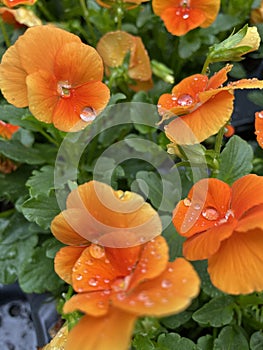 The orange kalanchoe flower with rain drops