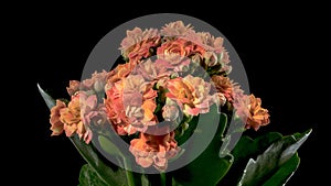 Orange kalanchoe flowers on a black background