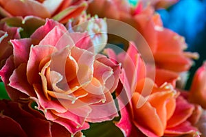 Orange kalanchoe macro