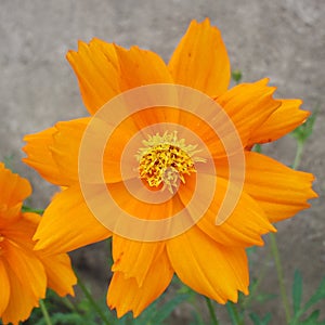 orange kenikir flower plant