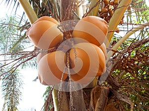 orange king coconut fruits at the tree
