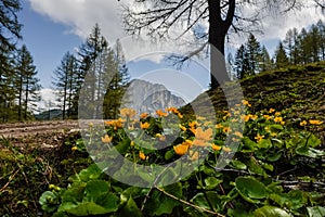 orange kingcup flower near the water in mountain pateau named wurzeralm in austria