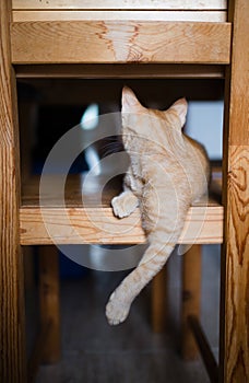 Orange kitten on a chair of the kitchen