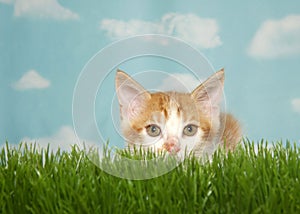 Orange kitten crouched in grass ready to pounce at viewer