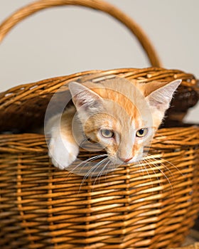 Orange kitten escaping form picnic basket