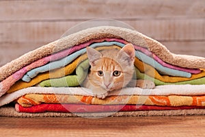 Orange kitten nested under many colorful towels photo