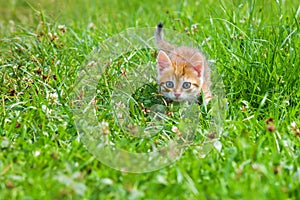 Orange kitten plays in a green grass