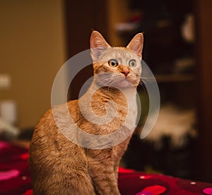 Orange kitten portrait