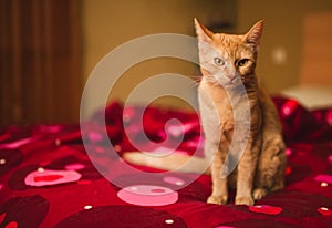 Orange kitten portrait with copy space