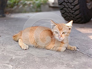 an orange kitten is relaxing sitting on the cement floor