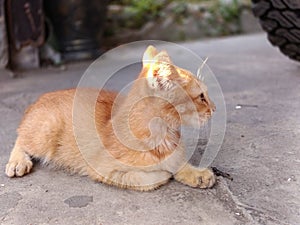 an orange kitten is relaxing sitting on the cement floor