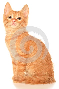 Orange kitten sitting isolated