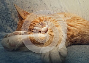 Orange kitten sleeping sweet. Closeup portrait of cute ginger cat resting on a sofa