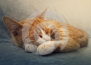 Orange kitten sleeping sweet. Closeup portrait of cute ginger cat resting on a sofa