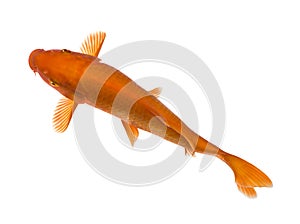 Orange Koi - Cyprinus carpio