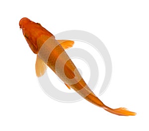 Orange Koi - Cyprinus carpio