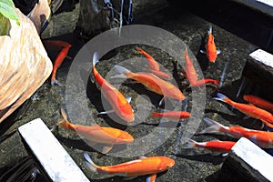 Orange Koi Fishes