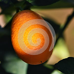 Orange Kumquat fruit