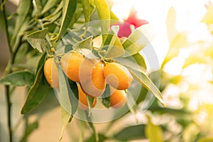 Orange Kumquat on the Tree, Exotic Fruits on branch and water drops on them with morning sun light effect.