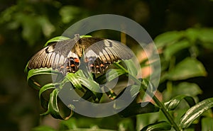 Orange Lacewing in Melbourne