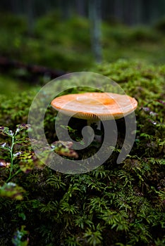 Orange lactarius mushroom in forest