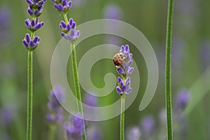 Orange lady bug on a lavender flowers