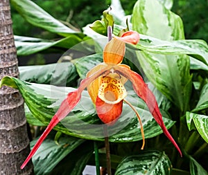 An Orange Lady Slippper Flower Booming