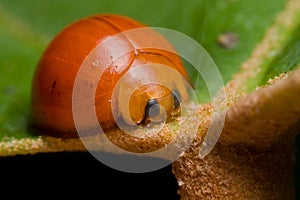 Orange ladybird beetle