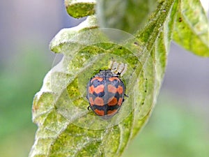 Orange ladybird Beetle
