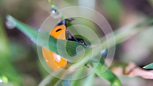 Orange ladybird scrambles on grass close-up, macro