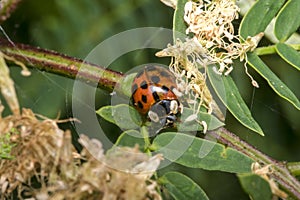 Orange ladybug with black dots