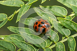 Orange ladybug with black dots