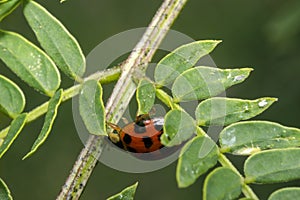 Orange ladybug with black dots