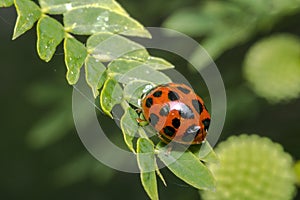 Orange ladybug with black dots