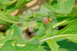 Ladybug and tender shoot