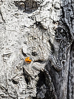 Orange Ladybug on burk photo