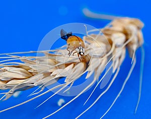orange ladybug on cereal ears on blue background