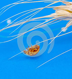 orange ladybug on cereal ears on blue background
