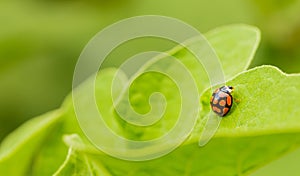 Orange Ladybug close up on a green leaf