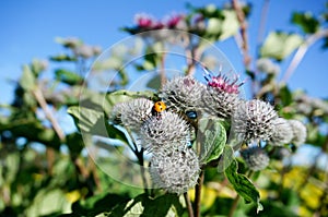 Orange ladybug on flower